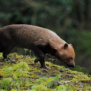 Bush dogs