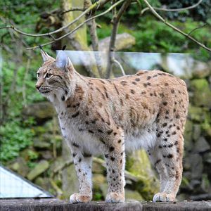 Carpathian lynx