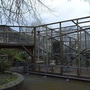 New capuchin enclosure