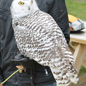Snowy owl