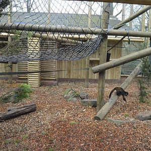 Part of new capuchin enclosure