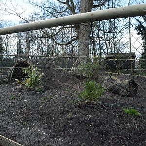 New (second) giant anteater enclosure under construction