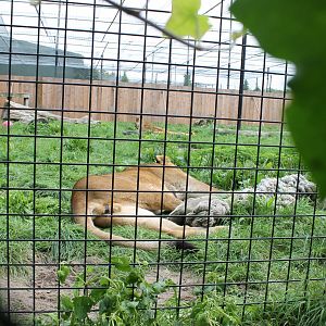 Lion-enclosure