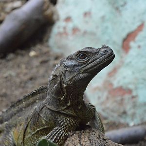 Philippian Sailfin lizard