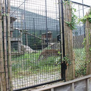 Enclosure North-chinese leopard