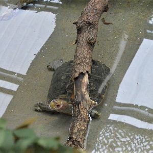 Giant Asian pond turtle