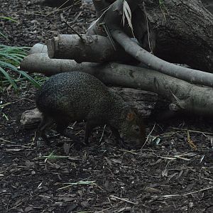 Agouti