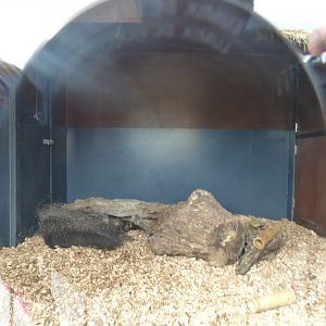 Giant Anteater Indoor Enclosure