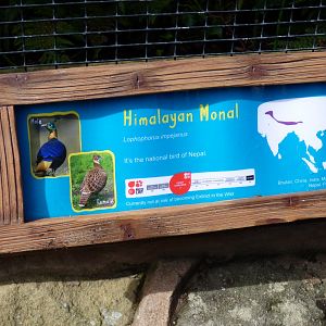 Himalayan Monal Signage