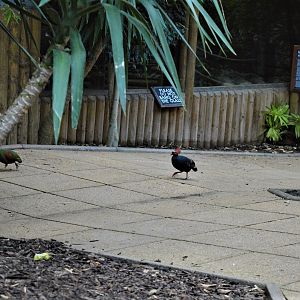 Roul roul partridges