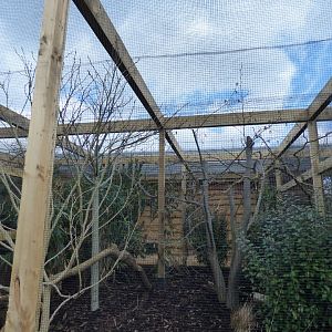 Collared Grosbeak and Reeves' Phesant Enclosure
