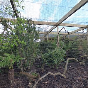 Blue Crowned Laughingthrush, Collared Partridge, Cabot's Tragopan and Grey-Cheeked Liocichla Enclosure