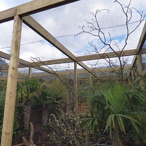 Grey-Winged Blackbird and Red-Tailed Laughingthrush Enclosure
