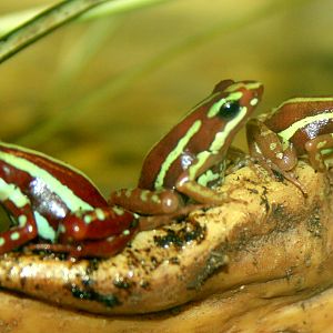 Poison Arrow Frogs; Tropical Wings; 1st April 2017