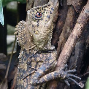 Chameleon Forest Dragon