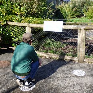 A ZooChatters Impression of a Gibbon