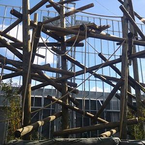 Chimpanzee Lookout Outdoor