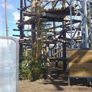 Chimpanzee Lookout Outdoor