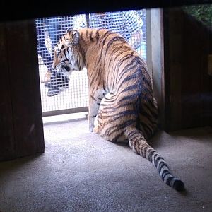 Taiga- Female Amur Tiger