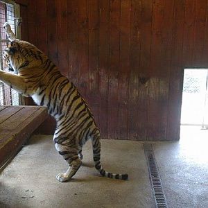 Taiga- Female Amur Tiger