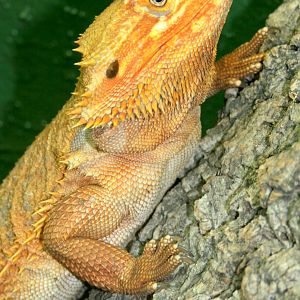 Bearded Dragon; Tropical Wings; 1st April 2017