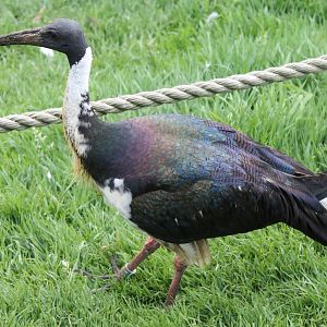 Straw-necked ibis