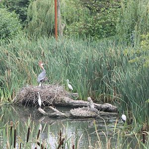 View in Wader-aviary
