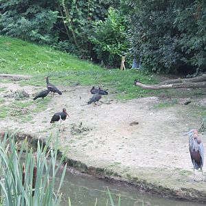 Ibisses - Stork - Heron