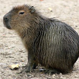 Young Capybara; Tropical Wings; 1st April 2017
