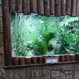 New Parson's Chameleon Enclosure