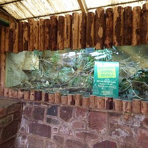 Former Parson's Chameleon Enclosure