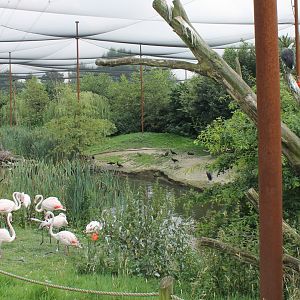 View in Wader-aviary