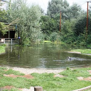 Harbour seal enclosure