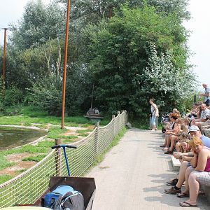 Viewing-tribune Harbour seals