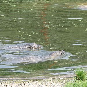 Harbour seals