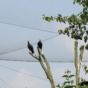 Northern bald ibisses