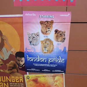 Lion Identification Sign