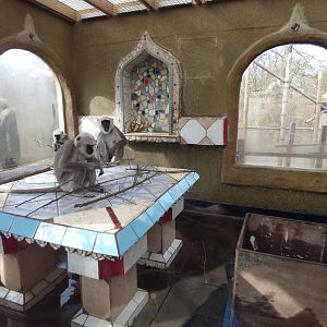 Indoor Langur Enclosure
