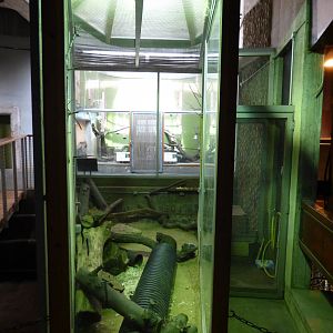 Temporary Rock Hyrax Enclosure