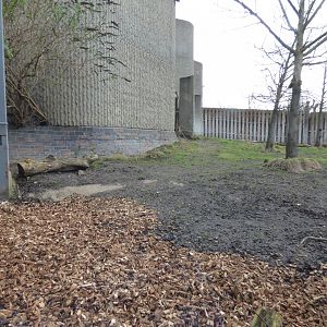 Reeves Muntjac Enclosure
