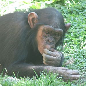 juvenile chimpanzee
