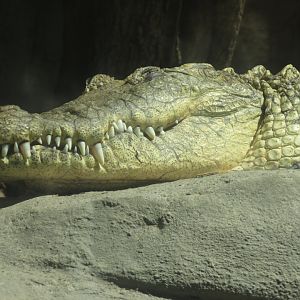 morelett´s crocodile