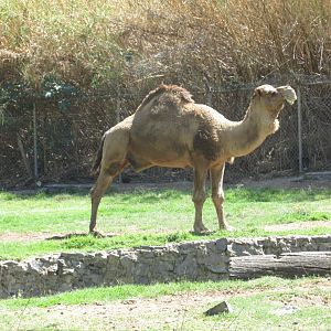 dromedary