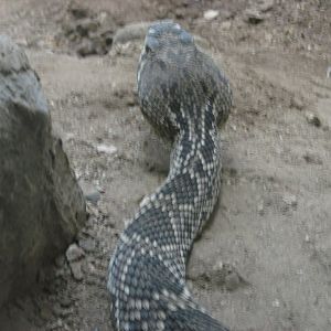 eastern diamondback rattlesnake