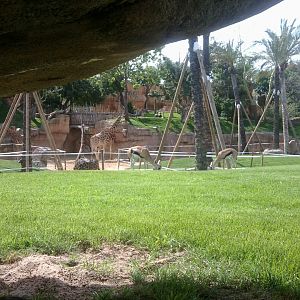 Gazelles grazing