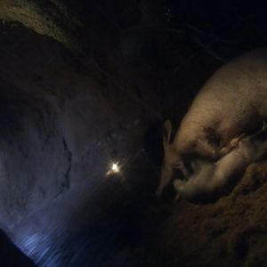 Aardwark mother and young in a den