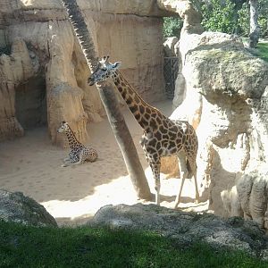 Rotschild's giraffe dam and calf, separated from the rest of the herd