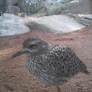 Guess the taxon? :) Its name consisted of the word Cape...