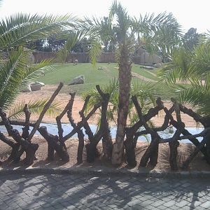 Part of the African savanah with grass for antelopes