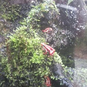 Guess the taxon? :) Incredible small frog